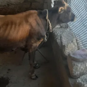 Öküz