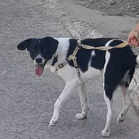 Собака