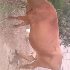 SYGYR