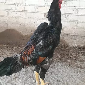 horaz