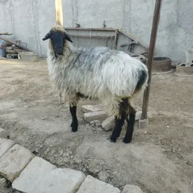 işşek