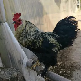 horaz