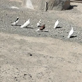 kepderi