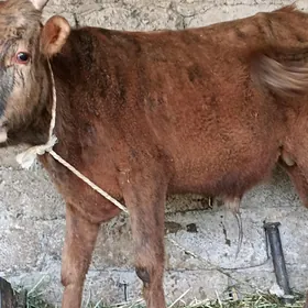 öküzçe tüwe öküz göle