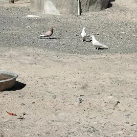 kepderi