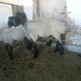 tohumluk göç işşek.