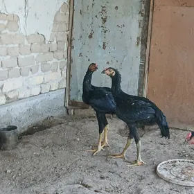 horaz
