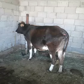 GÖLELI SYGYR