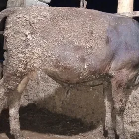 öküz siwes yerli tohum