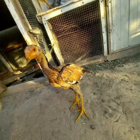 baysow jujeler