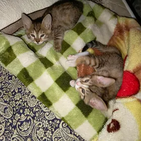 кошечки 2 месяца
