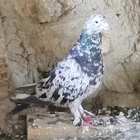 Kepderi