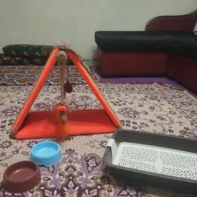 домик для котят