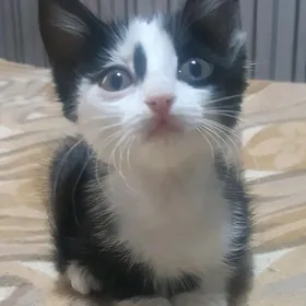 Котёнок девочка