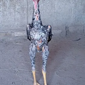 horaz