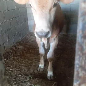 Gole Õküz