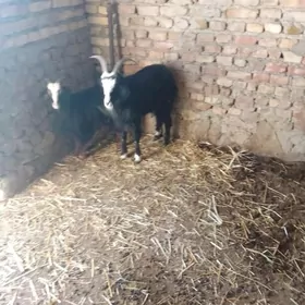 owlakly geçili