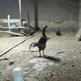 horaz