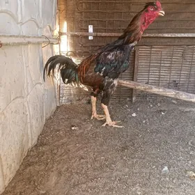 horaz