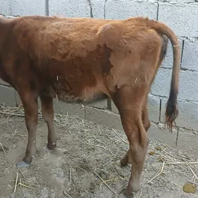 Tohum tuwe