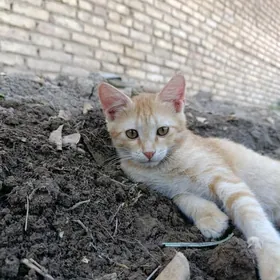 котенок 4 месяца