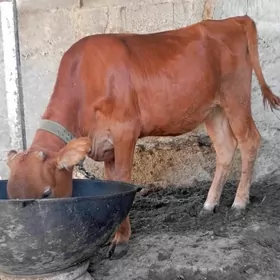 göle