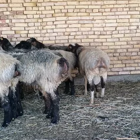 Goçlar satlyk