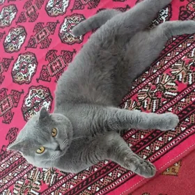 Shatlanskiy oglan pişik