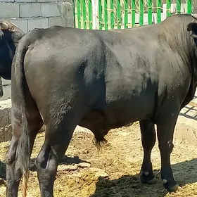 arassa baklan sygyr okuz