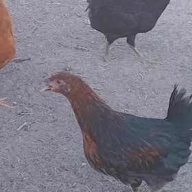 Kürkden cykan jüyje