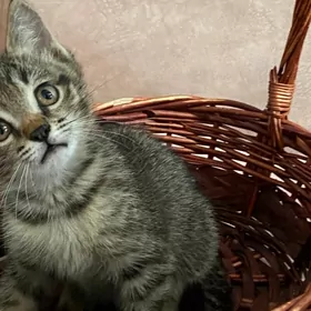 котята