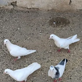 Kepderi
