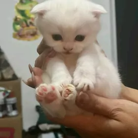 вислоухие котята