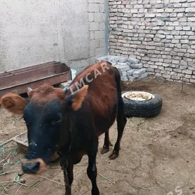 Göle