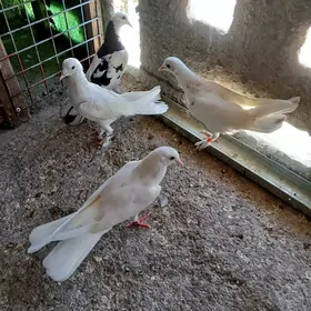 kepderi