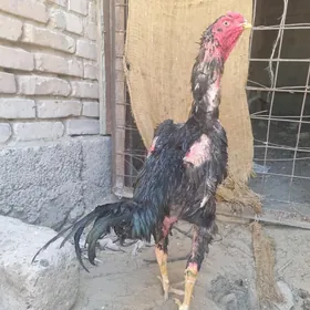 Horaz