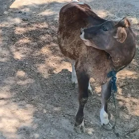 tüwe