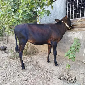 Göle tuwe