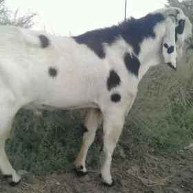 Pakistan teke