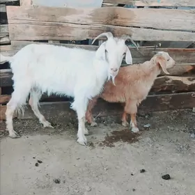 Owlakly geçi