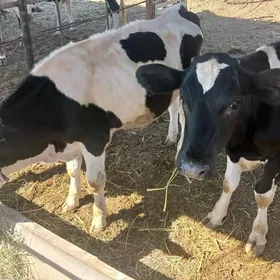 Oküzçe tüwe Galyṣteýin ala