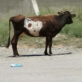 SYGYR