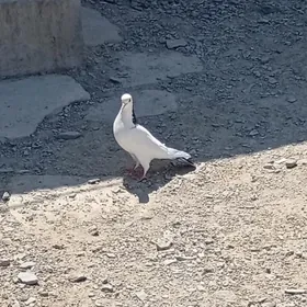 kepderi