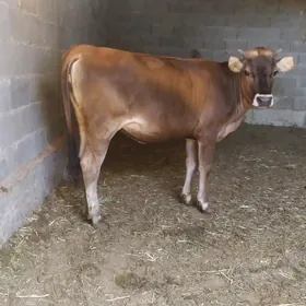 tüwe