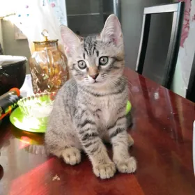 Котёнок