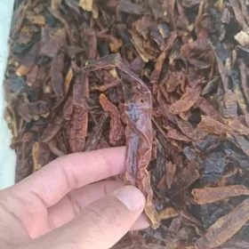 burç gyzyl ajy gysdagly