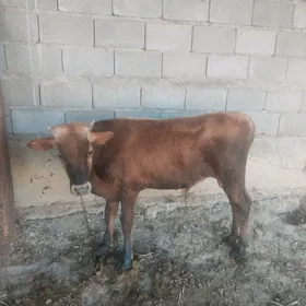 Ökiz