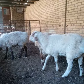 kockarlar