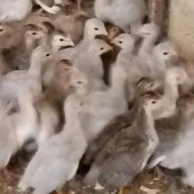 käkilik jüýje