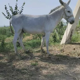 Eşek